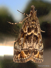 Eudonia minualis