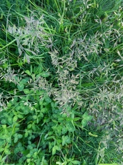 Poeae