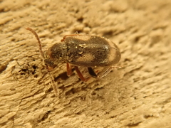 Phytobaenus amabilis