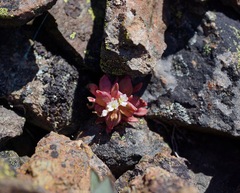 Claytonia saxosa