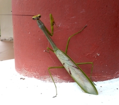 Stagmatoptera supplicaria