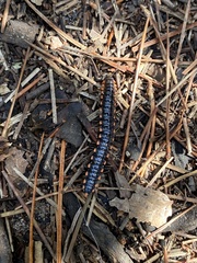 Harpaphe haydeniana scotia