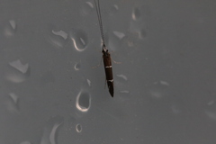 Athripsodes albifrons