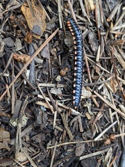 Harpaphe haydeniana scotia