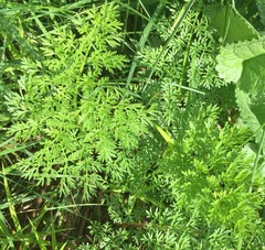 Selinum carvifolia