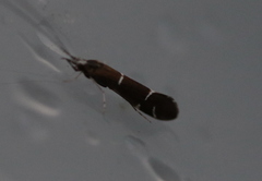 Athripsodes albifrons