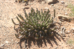 Euphorbia esculenta