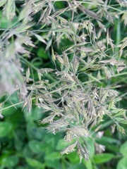 Poeae