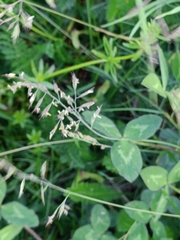 Poeae