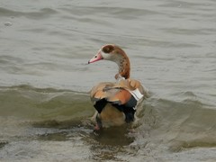 Alopochen aegyptiaca