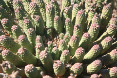 Euphorbia esculenta