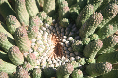Euphorbia esculenta