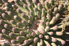 Euphorbia esculenta