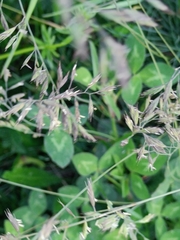 Poeae