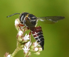 Coelioxys slossoni