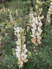 Lupinus albicaulis