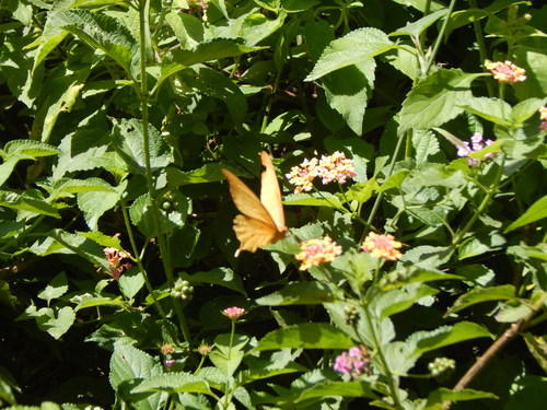 Noble Swallowtail