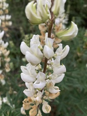 Lupinus albicaulis