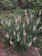 Lupinus albicaulis