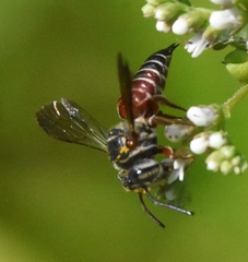 Coelioxys slossoni