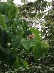 Bauhinia monandra
