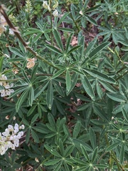 Lupinus albicaulis