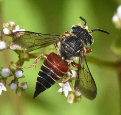 Coelioxys slossoni