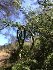 Acacia verticillata