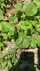 Abutilon theophrasti