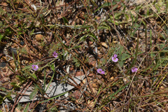 Tephrosia leptoclada