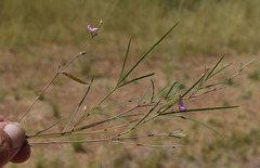 Tephrosia leptoclada