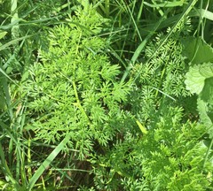 Selinum carvifolia