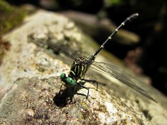 Stylogomphus sigmastylus