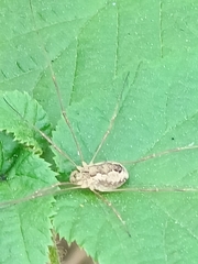 Rilaena triangularis