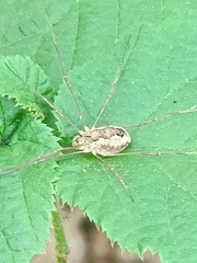 Rilaena triangularis