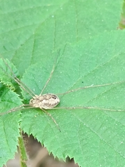 Rilaena triangularis
