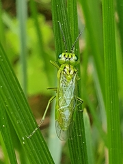 Rhogogaster punctulata