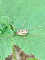 Rilaena triangularis