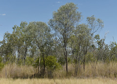 Acacia julifera