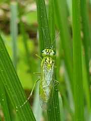 Rhogogaster punctulata