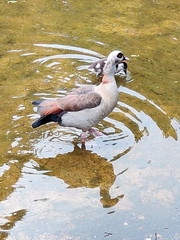 Alopochen aegyptiaca