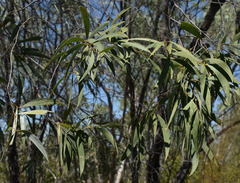 Acacia julifera