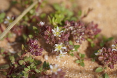 Polycarpon succulentum
