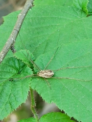 Rilaena triangularis