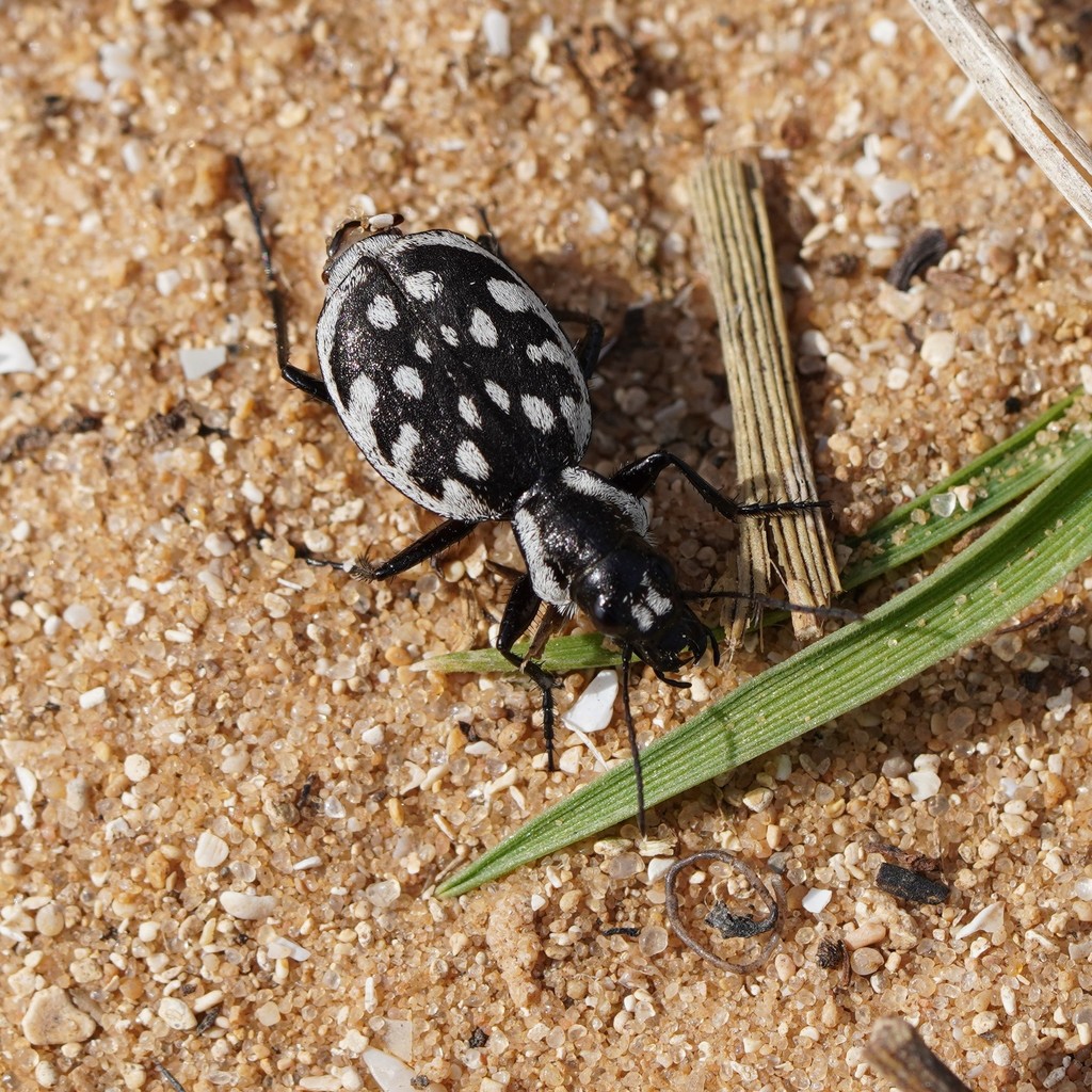 Graphipterus sharonae