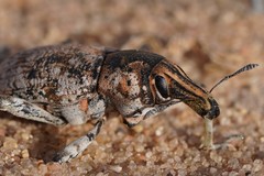 Ammocleonus hieroglyphicus