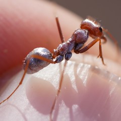 Cataglyphis bombycina