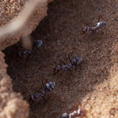 Cataglyphis bombycina