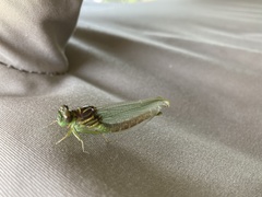 Stylogomphus