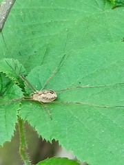 Rilaena triangularis